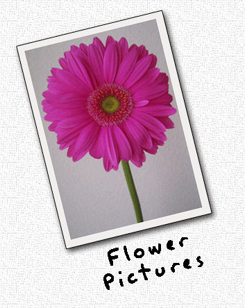 Red Flower